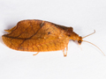 Drepanepteryx phalaenoides